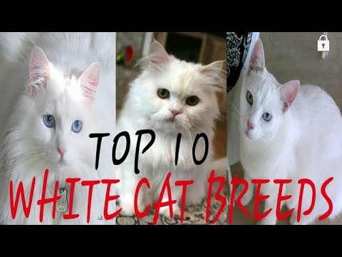 TOP 10 White cat breeds | beautiful white cats in the world | pet & animals point