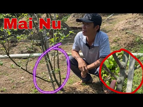 Tham Quan Vườn Mai Nu Xù