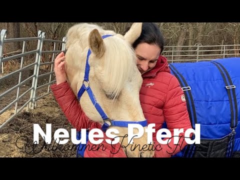 Wir KAUFEN ein Pferd I Pferdemarkt FMA