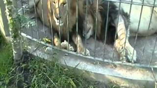 preview picture of video 'Leones Parque Zoologico Colima'