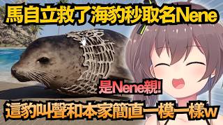 這根本是本家吧？馬自立發現「披著海豹皮的Nene」！叫聲還原度高達99.9%！【夏色まつり/夏色祭】【hololive中文/翻譯/精華】