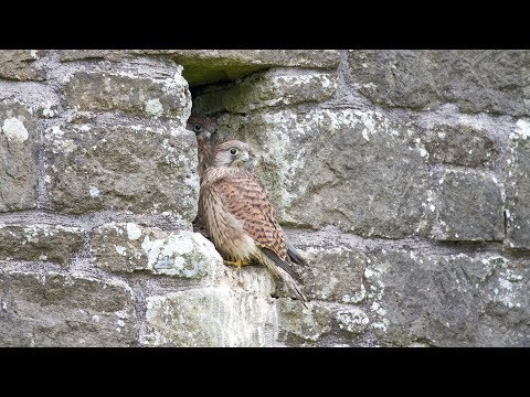 When a kestrel chick tries to fledge.