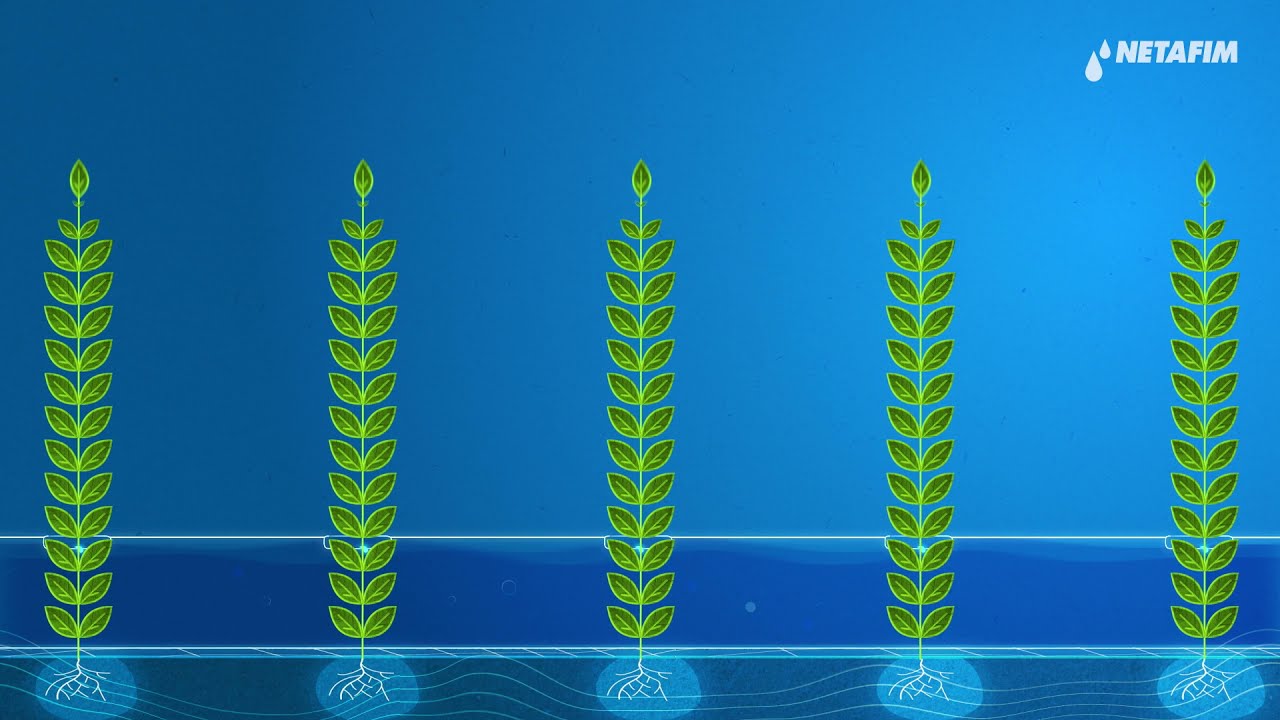 Powering water use efficiency with drip irrigation | Netafim India