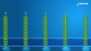 Powering water use efficiency with drip irrigation | Netafim India