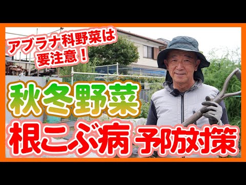 根こぶ病を防ぐ: キャベツを健康に保つ方法 植物