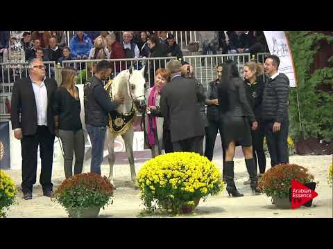 ORO N.180 NESJ EL MARKHISA - Verona 2017 - Senior Mares Championship (Class 17)