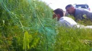 preview picture of video 'Caille des blés : l'étudier pour mieux la connaitre'