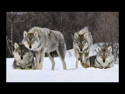 Zuriko Kokliani   Umaglesi Skola feat   Trigonometry