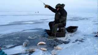 Ловля окуня в куршском заливе весной