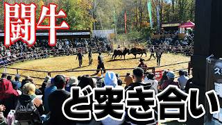【大迫力】東北で唯一の闘牛大会いってみたら、超絶盛り上がってた。【岩手県】