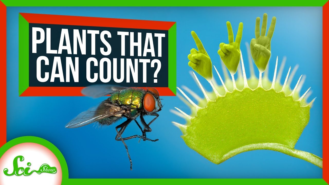 Plants. Can't. Count. - ...except they kinda can...