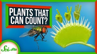Plants. Can't. Count. - ...except they kinda can...