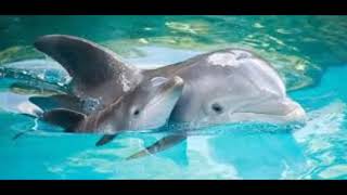 Swim in open sea with dolphins and mermaids. Music: Let it go by Stephen Simmonds.