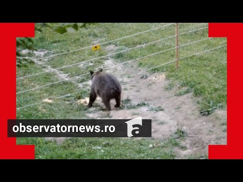 Primul oraş care a instalat gard electric anti-urşi. Demonstraţie despre cum funcţionează proiectul