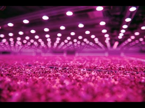 GoodLeaf Farm: Greatly improve the predictability of its fresh produce!