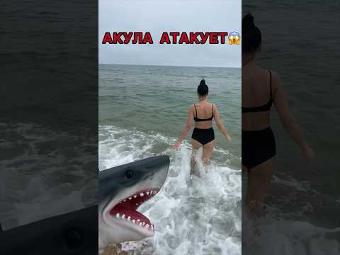 #shorts Акула атакует🦈 #приколы