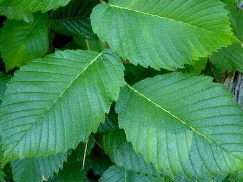 10 Amazing Facts About Tree Leaves