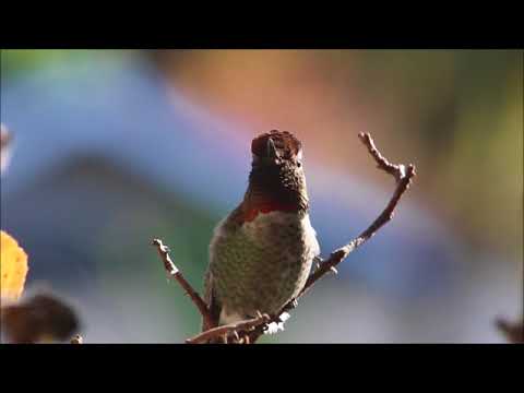 Anna's Hummingbird territory dispute