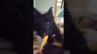 Video preview image #2 Scottish Terrier-Unknown Mix Puppy For Sale in GRAND MARAIS, MN, USA