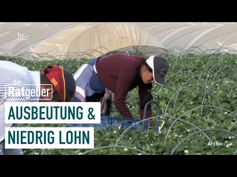 Strawberries in the Ökotest | The Counselors