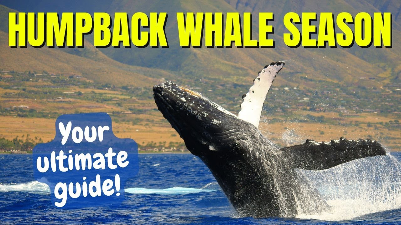 Ever Wondered How to Whale Watch Without Being That Tourist? Here’s Everything You Need to Know! 🐋