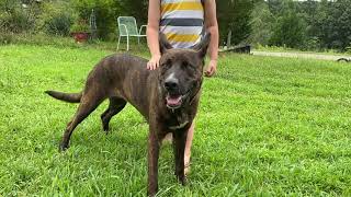 Dutch Shepherd Puppies Videos