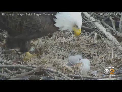 Audubon Society Confirms First Eaglet Of 2019 At Hays Nest