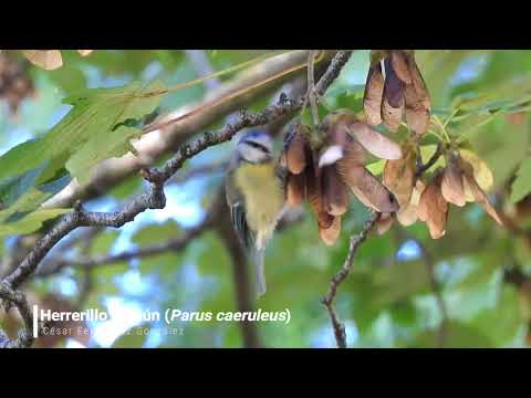 Vídeo de Cyanistes caeruleus. <em>© César Fernández González