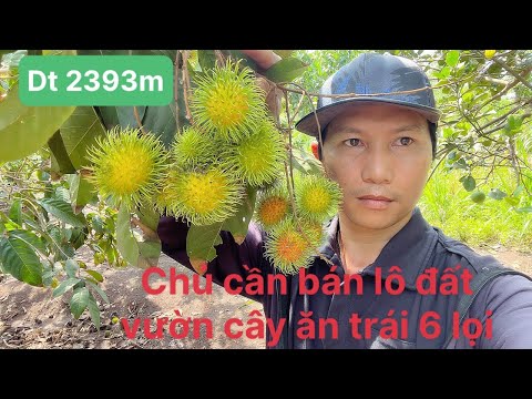 Cần bán lô đất xã Xuân bảo dt 2393m mt bê tông 90m sổ Hồng cách nhựa 300m vườn cây ăn trái thủ thứ