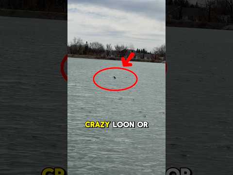 LOONY Loon – You WON’T Believe This! 🫢 #shorts #fishing #wildlife