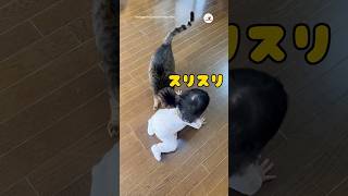 飼い主にすりすりする猫 / 飼い主大好き のサムネイル
