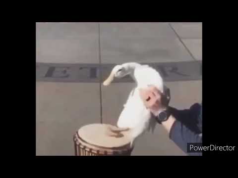 Goose Drums Intro
