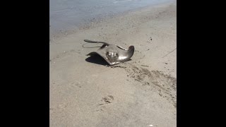 preview picture of video 'Stingray Gives Birth On Beach, Emerald Isle, North Carolina, July 2014'