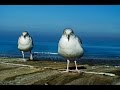 SEAGULL Lotfi Boudjema LB DiamondRICHA UK