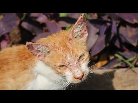 Stray cats infected with scabies need treatment and protect cat group