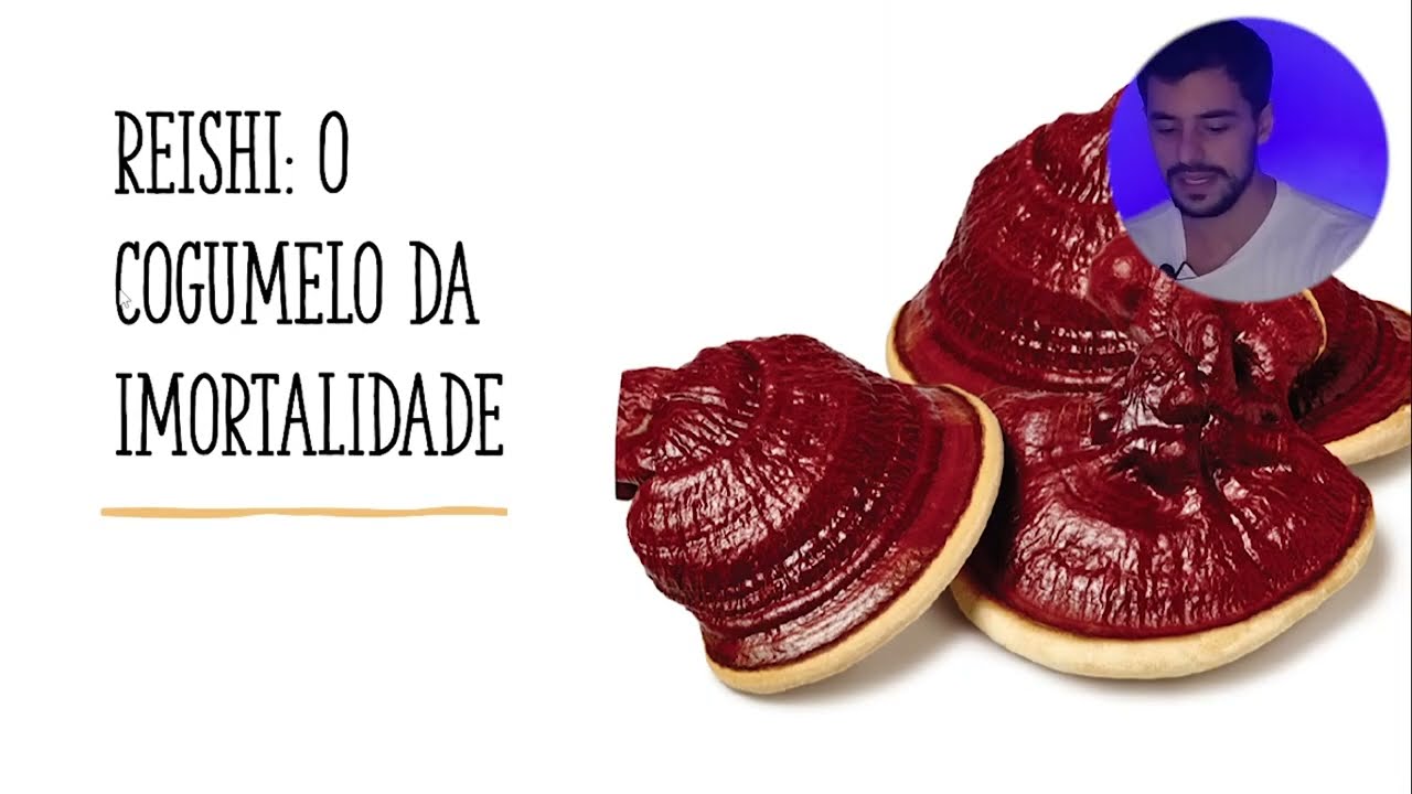 REISHI: o cogumelo da imortalidade. O que é e quais os benefícios?