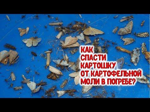 , title : 'Как спасти картошку от картофельной моли в погребе? Легко и просто'