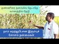 இரும்புச் சோளம் நன்மைகள் தண்ணீரை தரை