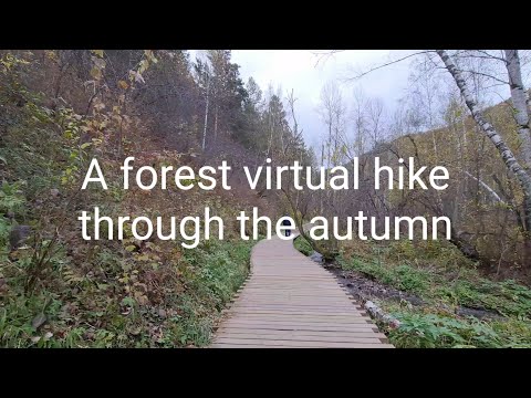 A forest virtual hike through the autumn | (4k UHD)