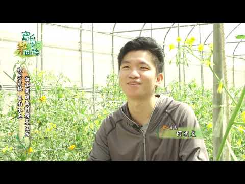 寶島樂田誌 第三十四集 糖果番茄