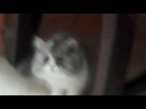 Paz4PlayCattery.com Kalisa