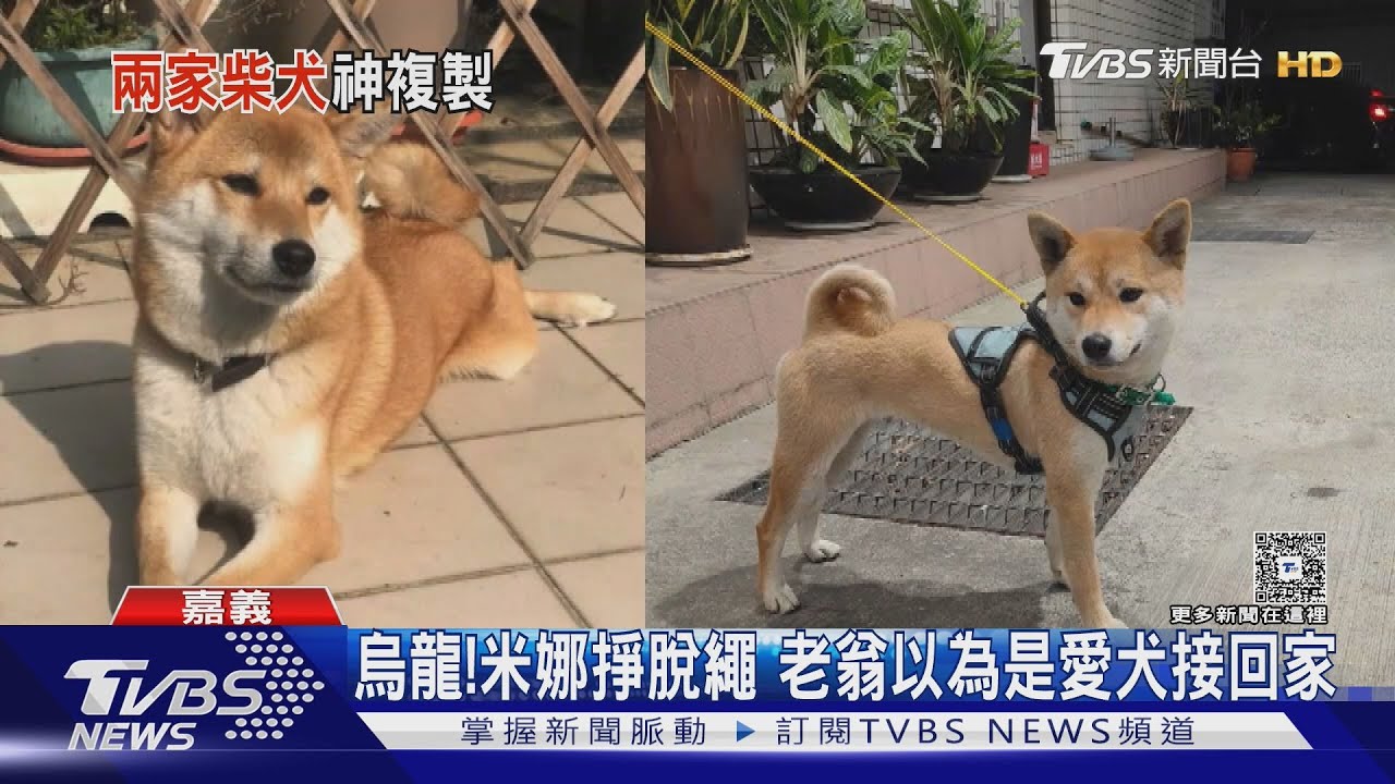 柴犬門口玩耍遭「騎士載走」!調監視器急尋 結局神展開