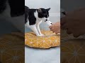 Tuxedo Cat Is Like Hairball Solution Gel Very Much