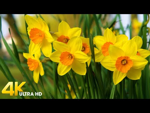 Amazing Daffodils Flowers in 4K UHD - Beautiful Daffodils field with Relaxing Music Reduces Stress