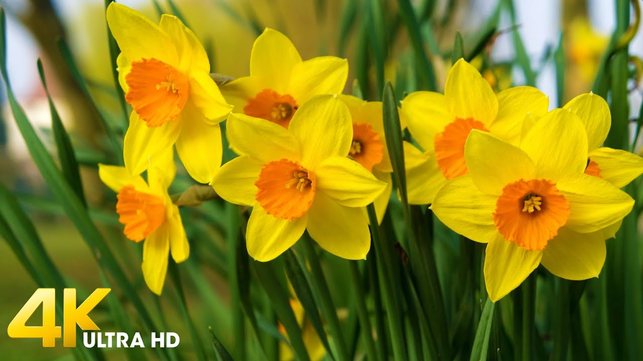 Amazing Daffodils Flowers in 4K UHD - Beautiful Daffodils field with Relaxing Music Reduces Stress