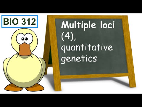 Multiple loci (4), quantitative genetics.