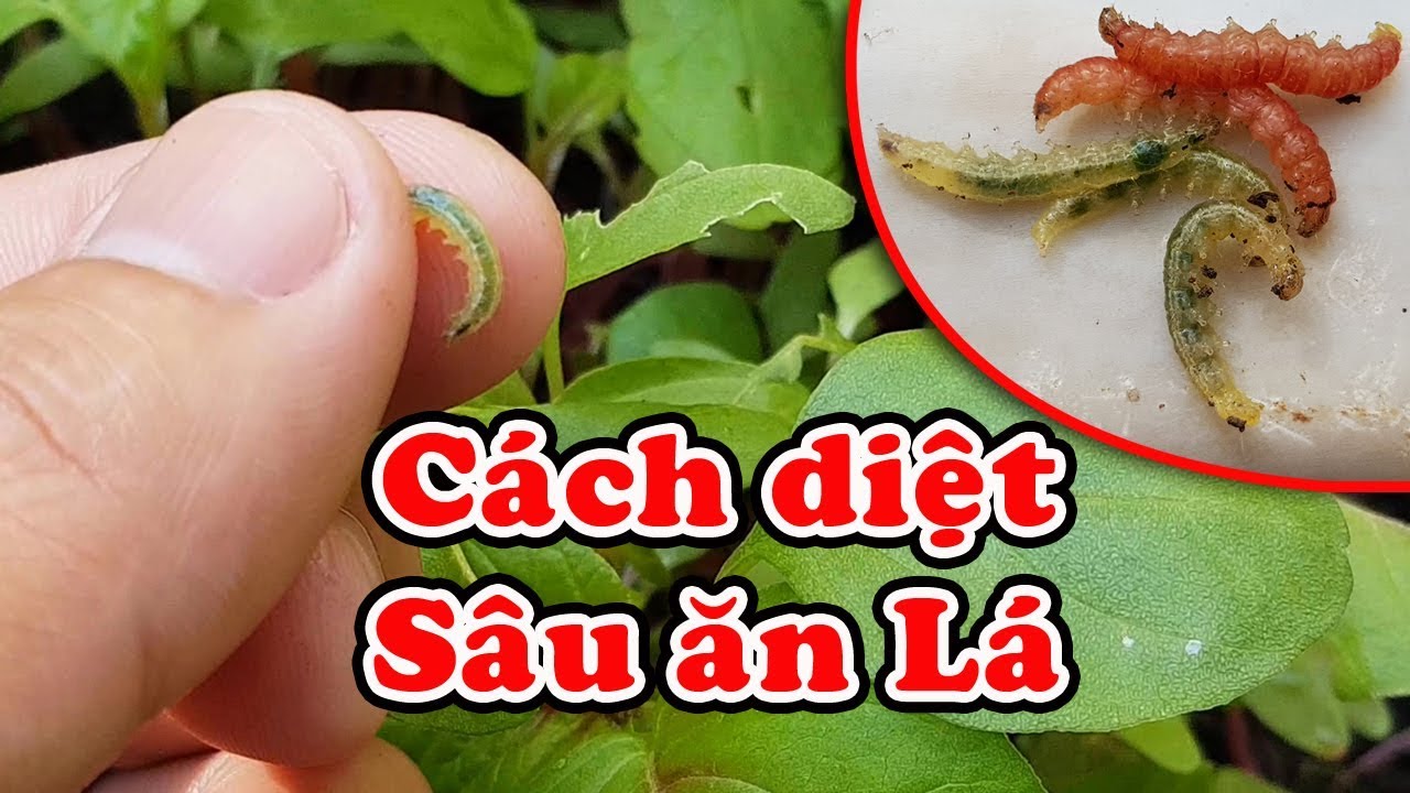 Cải Cúc Nấu Canh