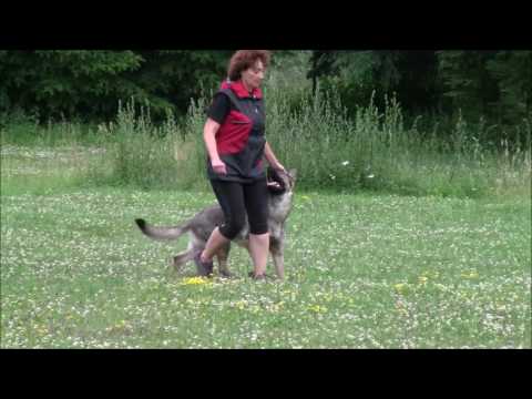 Jagira Aykmar, obedience 6/2017