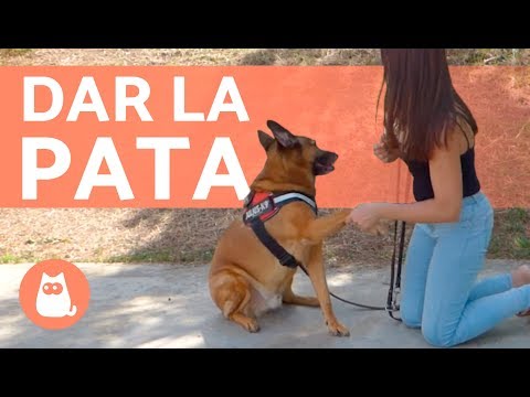 Cómo enseñar a un perro a DAR LA PATA - Trucos para perros