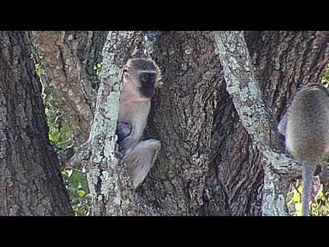 Djuma: Vervet Monkeys in tree by Vuyatela lodge - 16:45 - 03/31/19